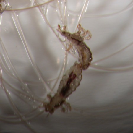 Head Lice Mating again- they reproduce