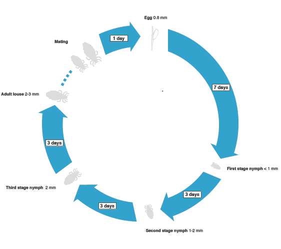 Lice, Louse Life Cycle - see the Life Cycle of Lice here